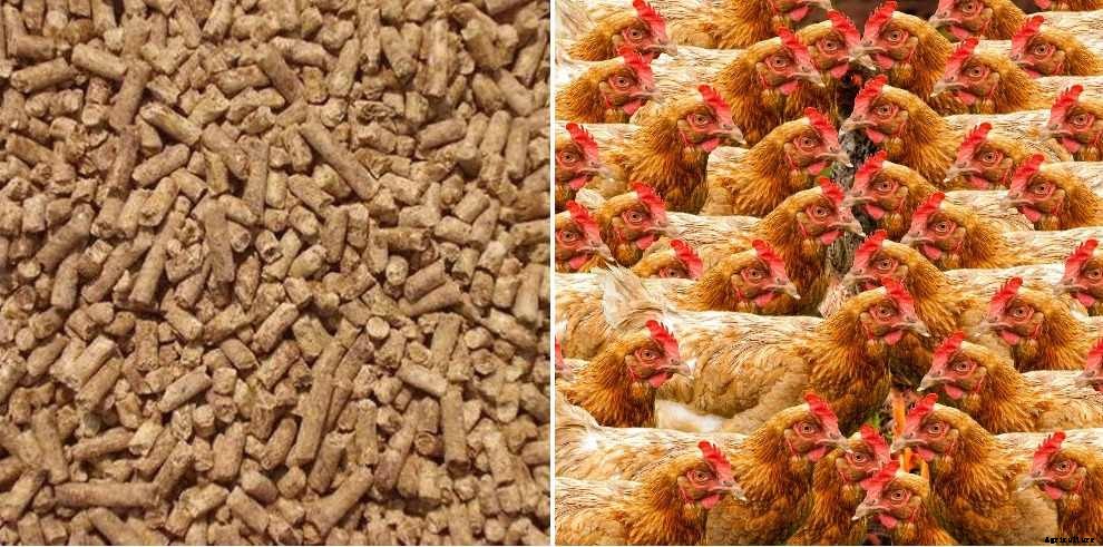 Layer Poultry Feed Formulation in India – A Full Guide