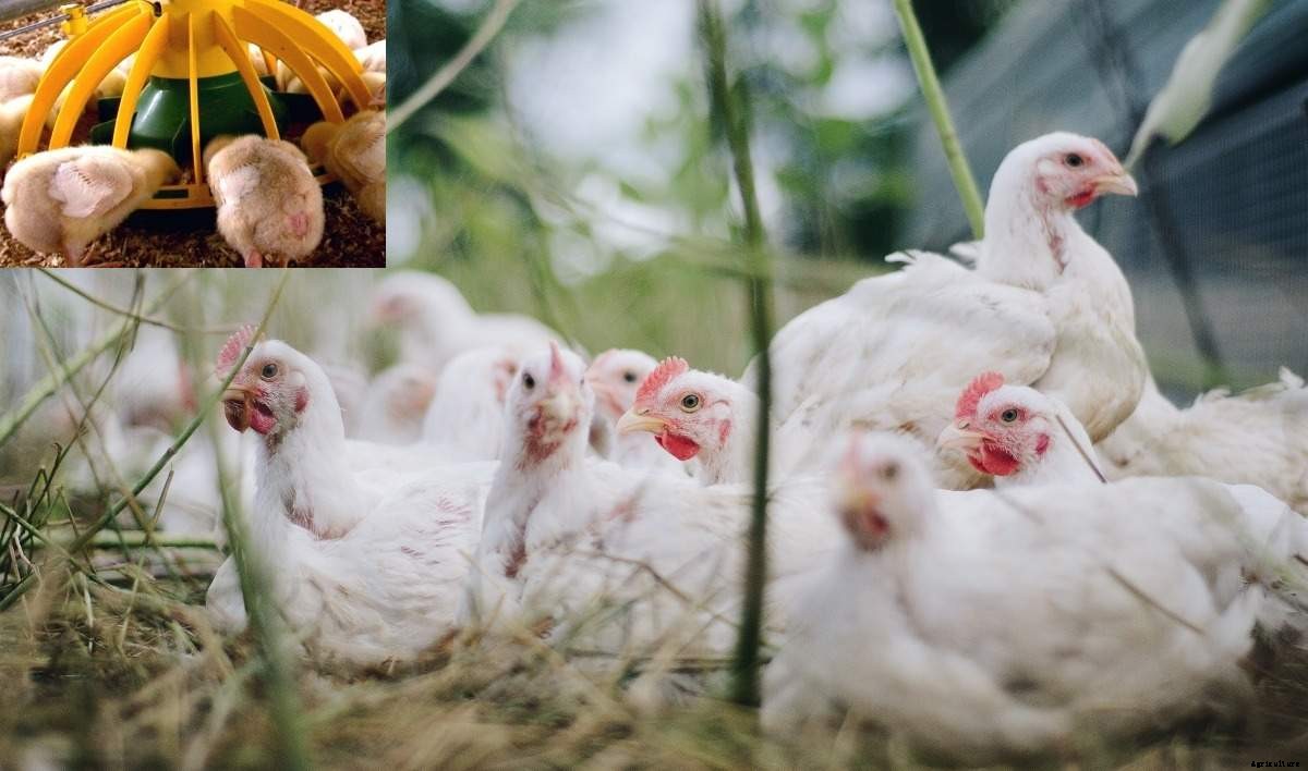 Broiler Feed Formulation, Making Broiler Feed