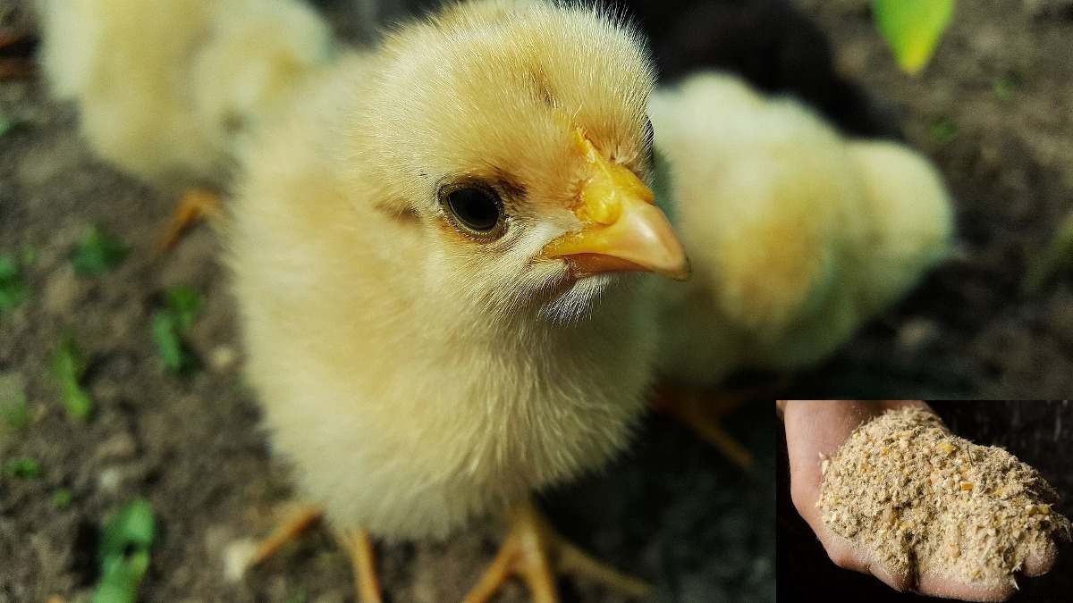 Broiler Feed Formulation, Making Broiler Feed