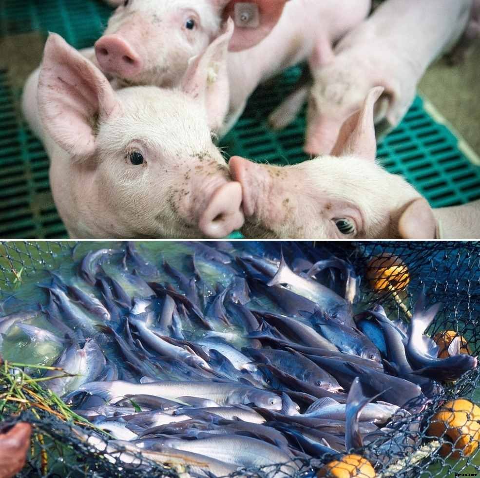 Pig Farm with Fish Farm, Pig Manure as Fish Feed