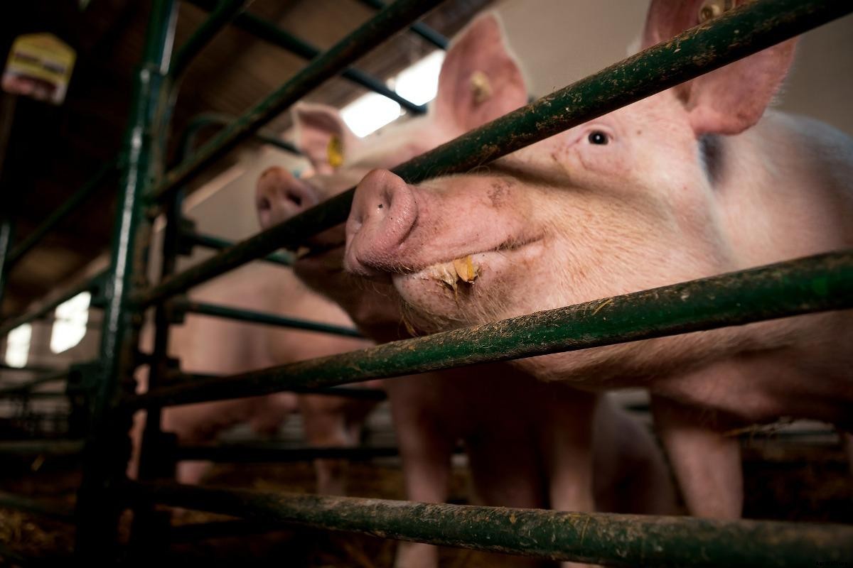 Intensive Pig Farming Advantages, Disadvantages