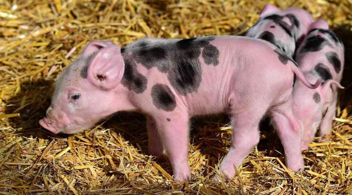 Intensive Pig Farming Advantages, Disadvantages