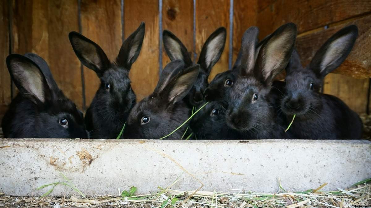 Rabbit Farming Business Plan, Cost, Profit Margin in India