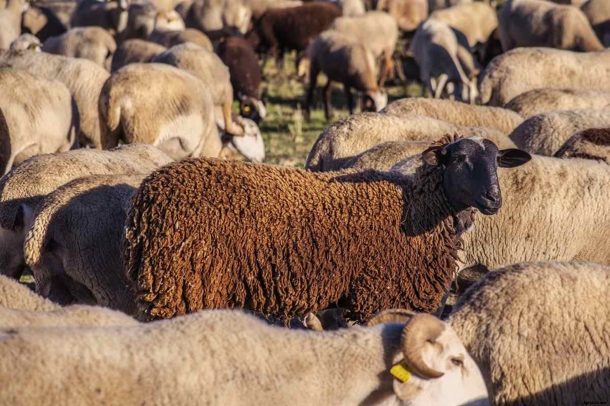 Government Loan for Sheep Farming in India
