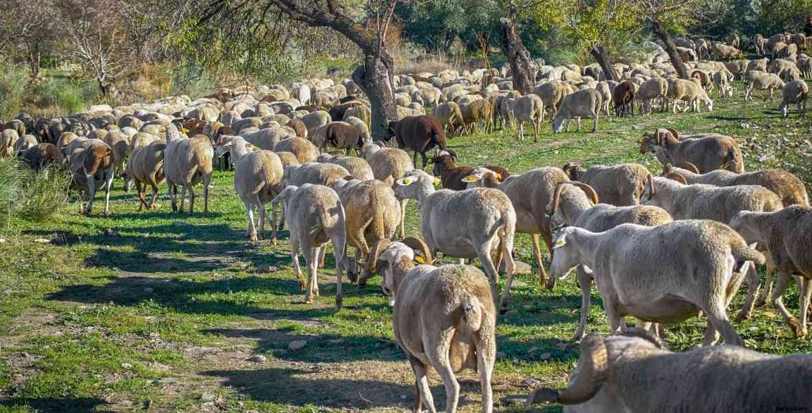 Government Loan for Sheep Farming in India