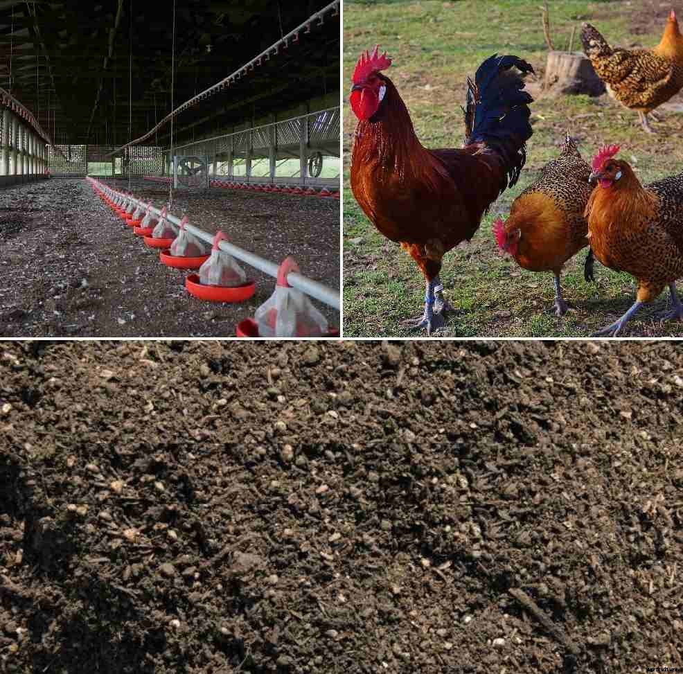Chicken Manure Composting Process, Benefits