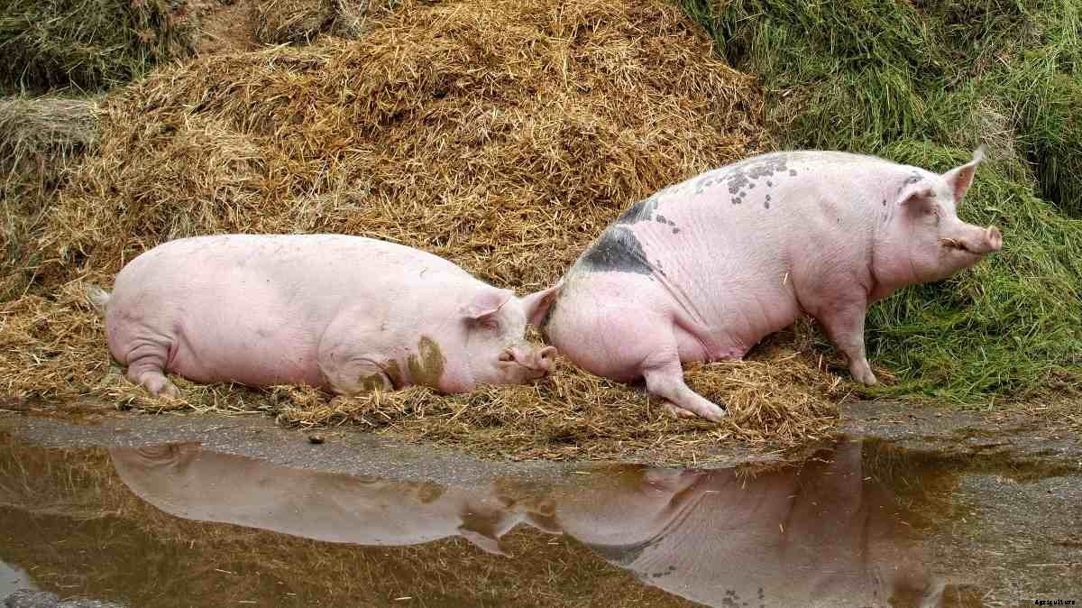 Pig Farming Business Plan, Pig Farm Design and Subsidy