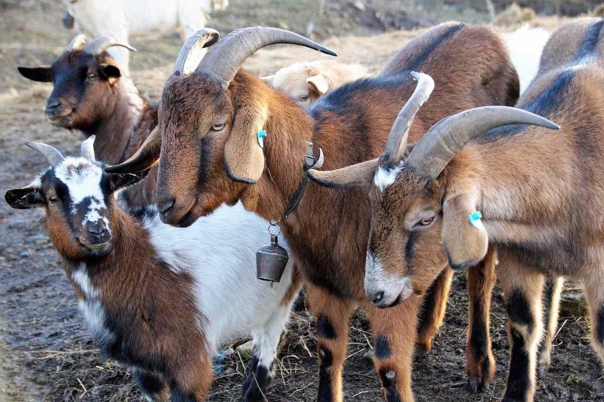 Goat Farming for Dummies, Basics, Ideas and Tips