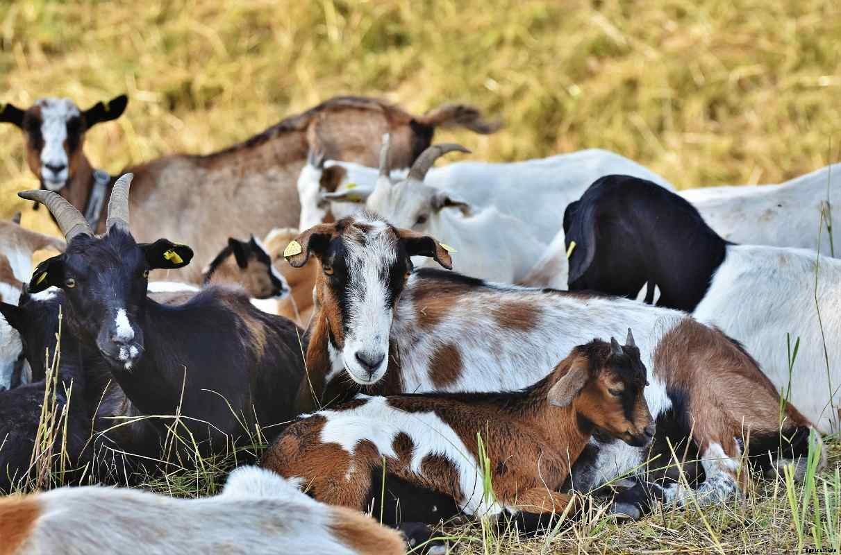 Goat Farming for Dummies, Basics, Ideas and Tips