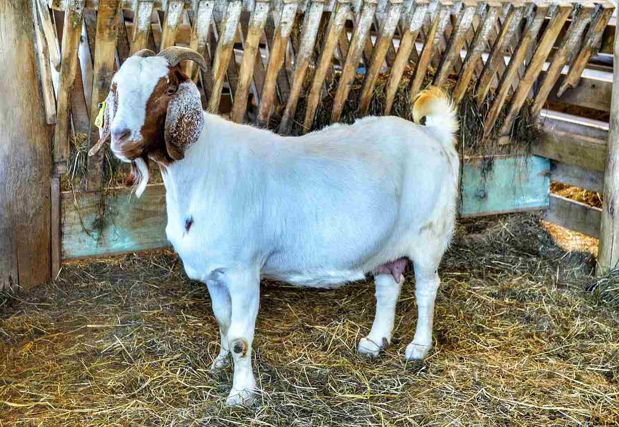 Goat Farming for Dummies, Basics, Ideas and Tips