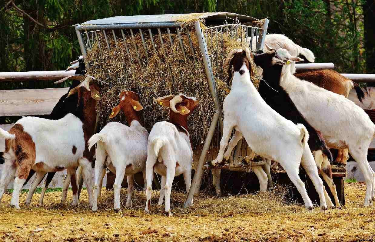 Goat Farming for Dummies, Basics, Ideas and Tips