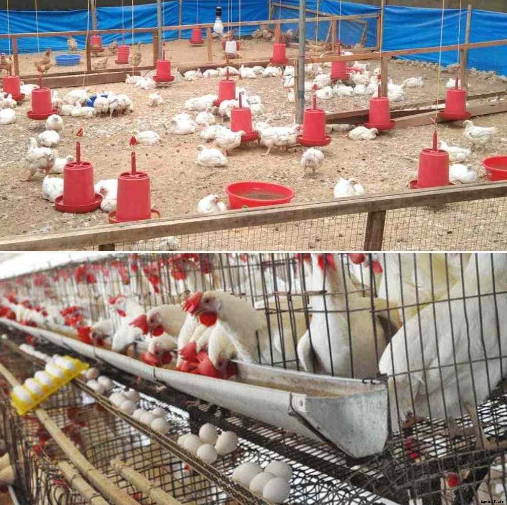 Egg Poultry Farming – Starting a Layer Poultry