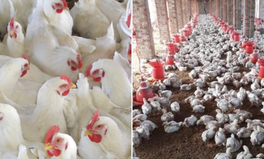Starting a Broiler Chicken Farm Business in India