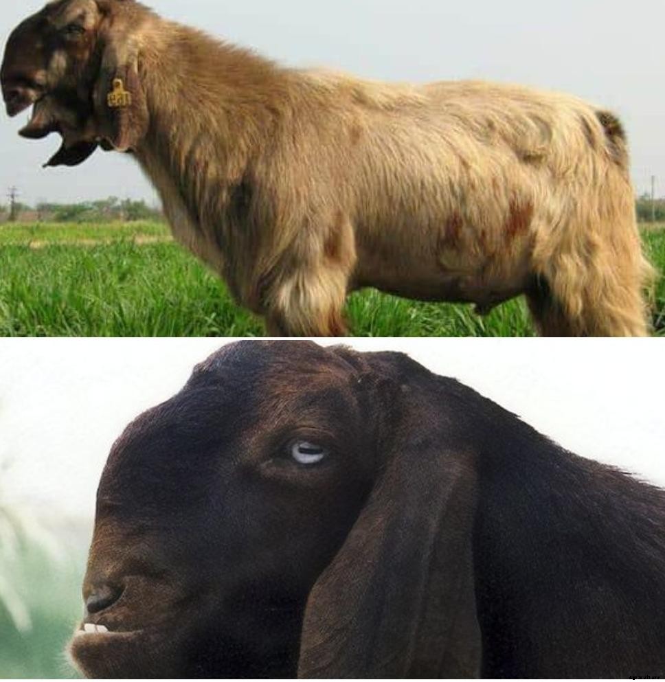 Damascus Goat History, Advantages, Characteristics