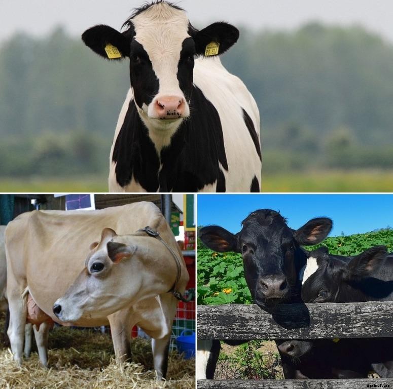 Jersey Cow and Holstein Cow Differences, Features
