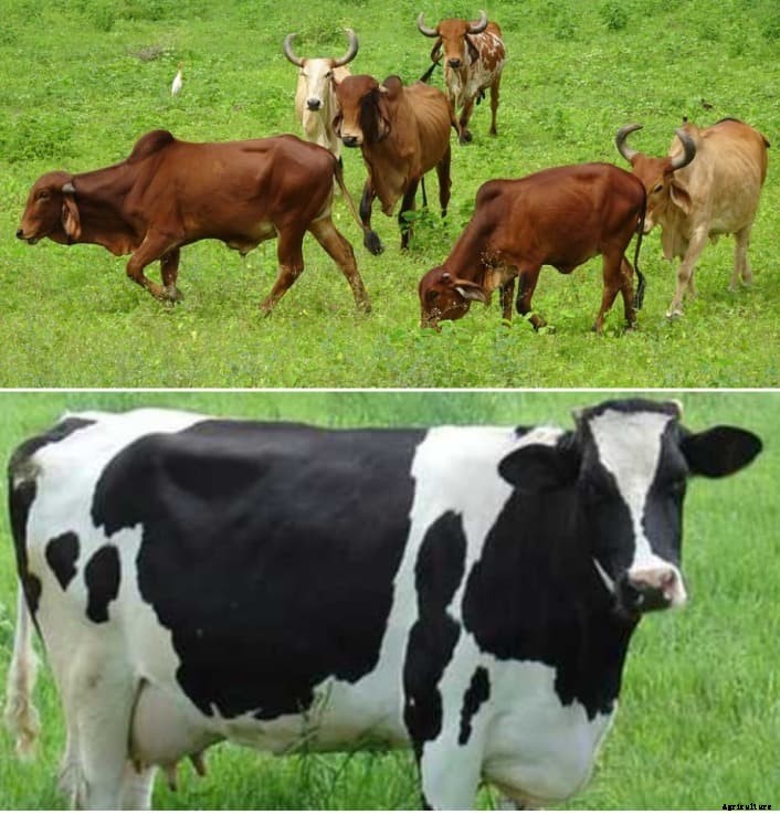 Gir Cows and HF Cows; Differences, Characteristics