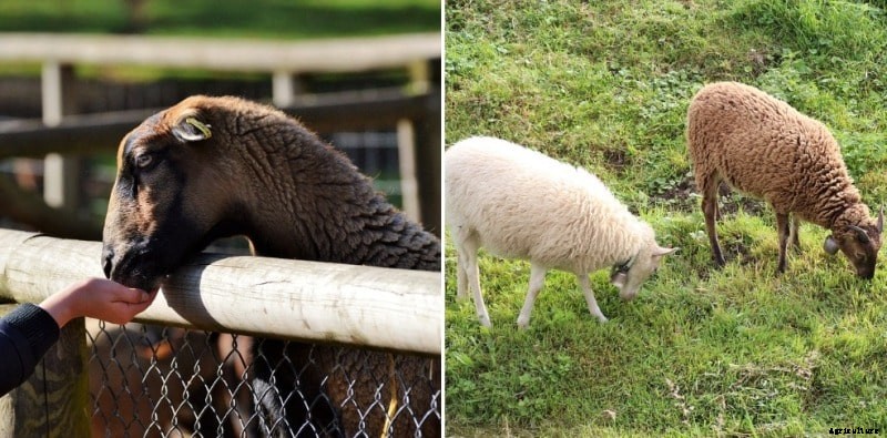 Sheep Feed Formulation, Rations, Ingredients Guide