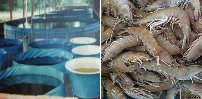 Prawn Hatchery Business Plan, Management