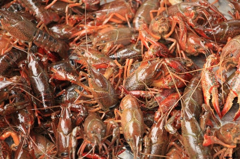 Lobster Farming; Culture for Maximum Profit in India