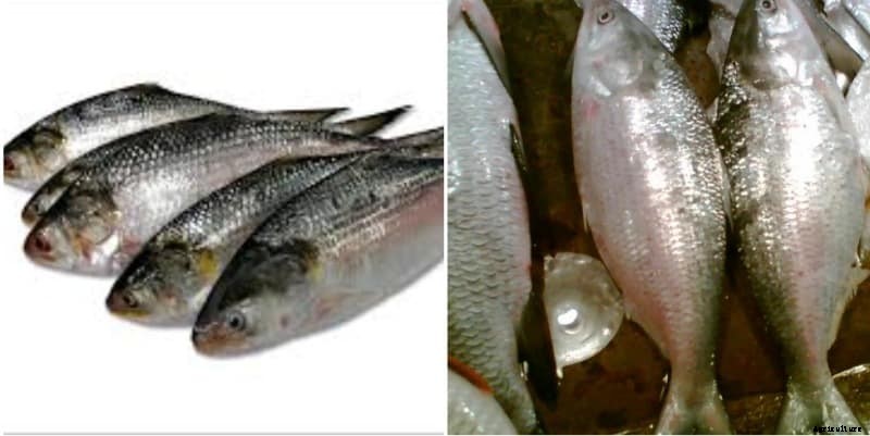 Hilsa fish farming (Pulasa) in India; Cost of Pulasa Fish