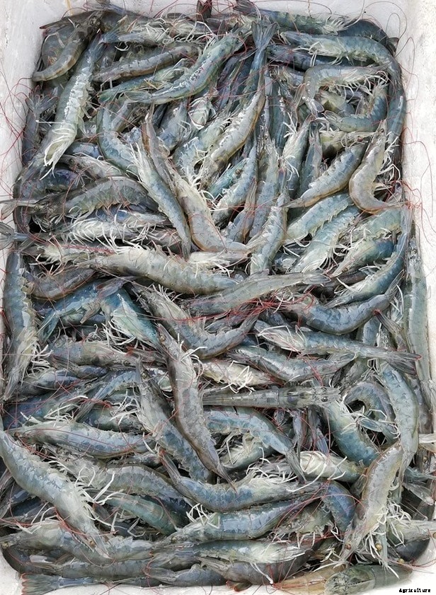 Prawn Farming At Home for Maximum Profits
