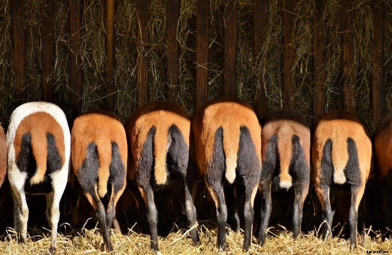 Sheep Farming Business Plan for Maximum Profit