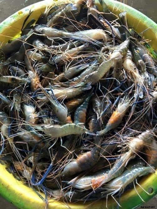 Prawn Farming At Home for Maximum Profits