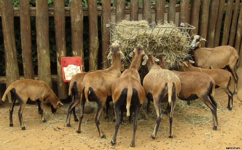 Sheep Farming Business Plan for Maximum Profit