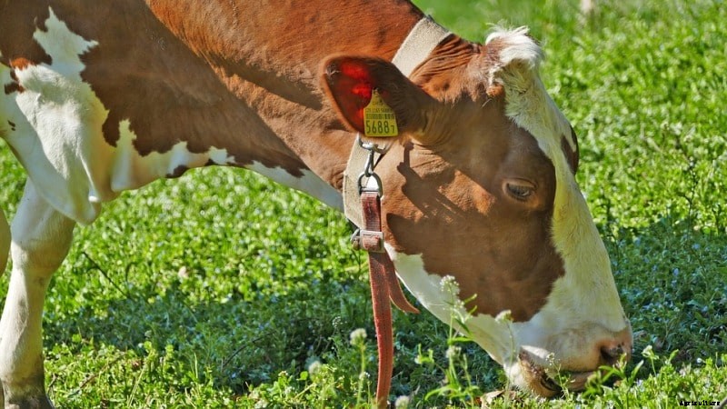 Green Fodder Importance in Dairy Milk Production