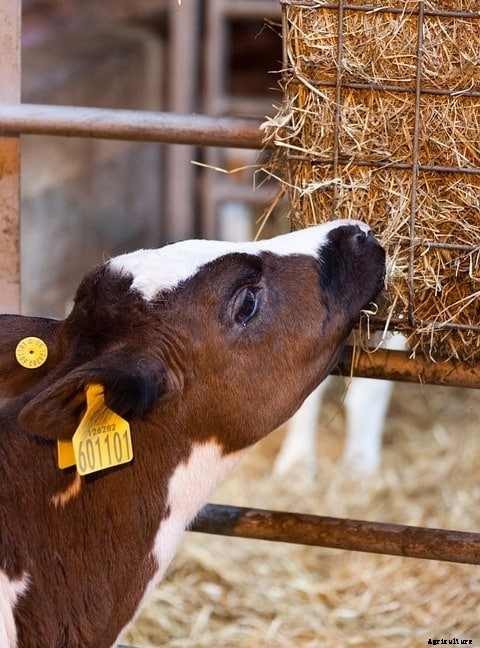 Dairy Animal Feed, Nutrition Management in India