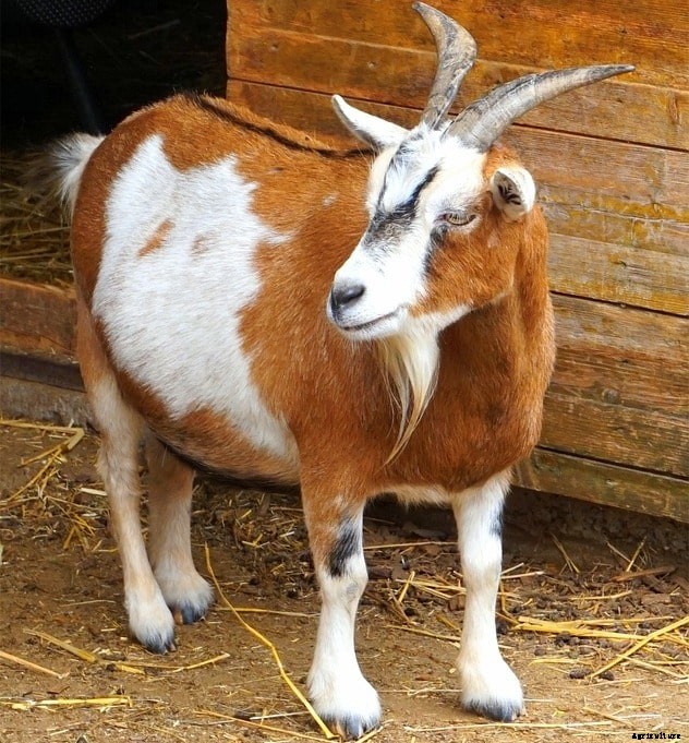 Goat Pregnancy Signs, Symptoms, Stages – A Full Guide