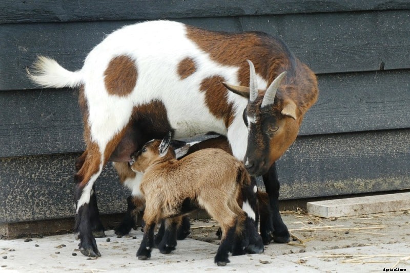 Goat Pregnancy Signs, Symptoms, Stages – A Full Guide