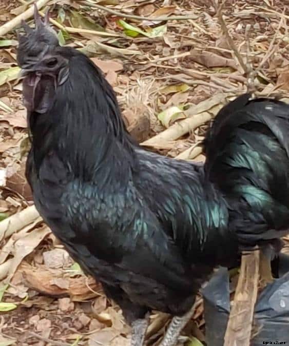 Kadaknath Egg Production, Egg Price, Health Benefits