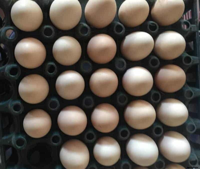Kadaknath Egg Production, Egg Price, Health Benefits