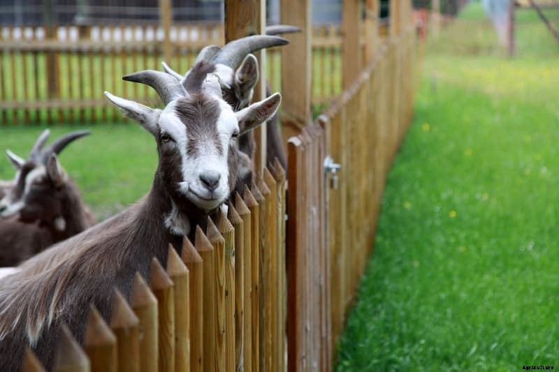 Goat Farming In India – A Step by Step Guide