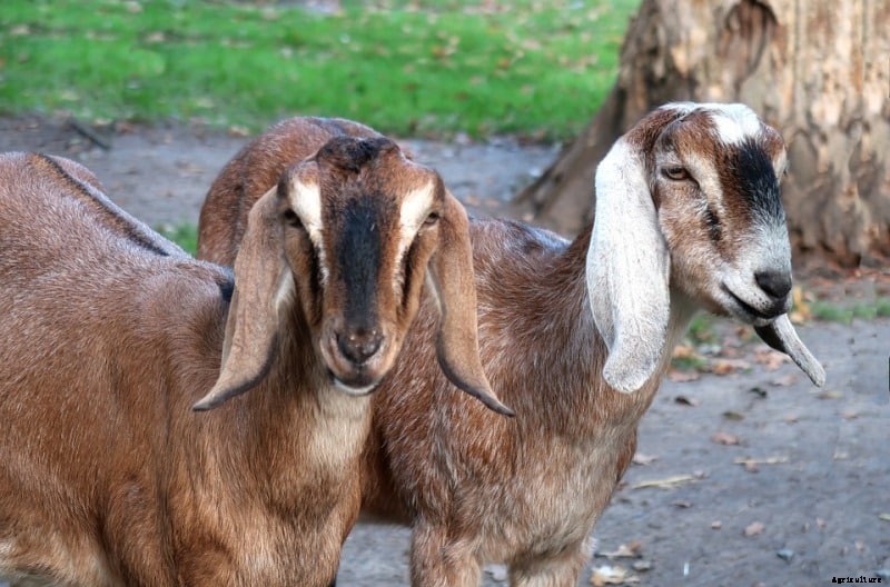 Goat Farming In India – A Step by Step Guide