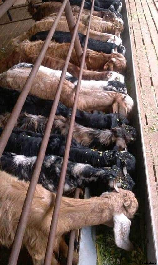 Goat Farming In India – A Step by Step Guide