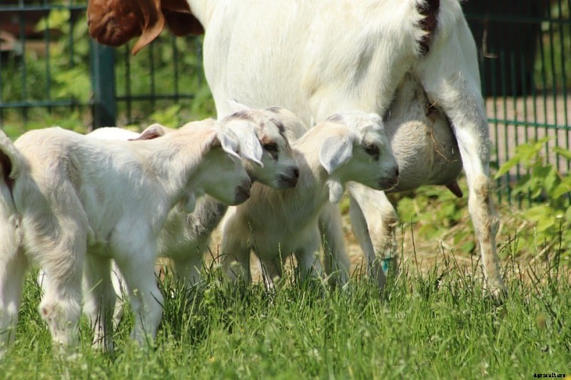 Goat Farming In India – A Step by Step Guide