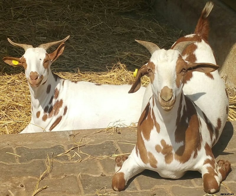 Goat Farming In India – A Step by Step Guide