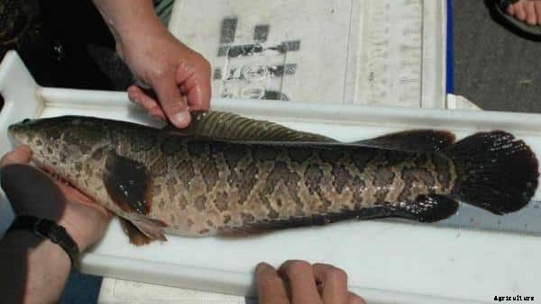 Snakehead Fish Farming Techniques; Tips; Ideas