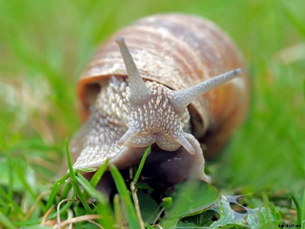 Snail Farming Guide, Techniques and Tips