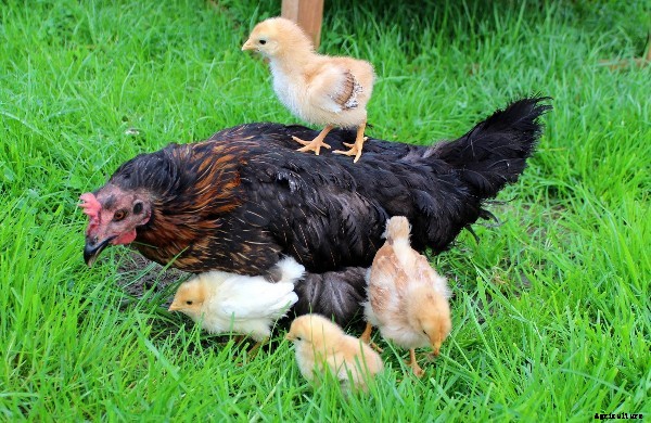 Successful Poultry Farming Tips, Techniques, Ideas