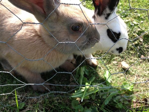Rabbit Fattening Food, Methods, Techniques