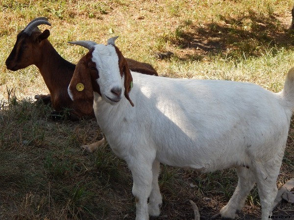 Goat Fattening Business Plan, Techniques, Methods