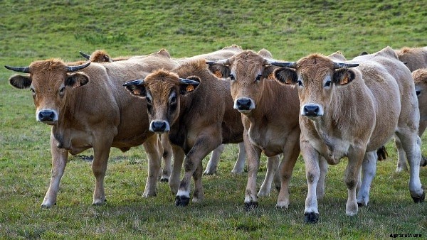 Cattle Fattening Methods, Techniques, and Tips