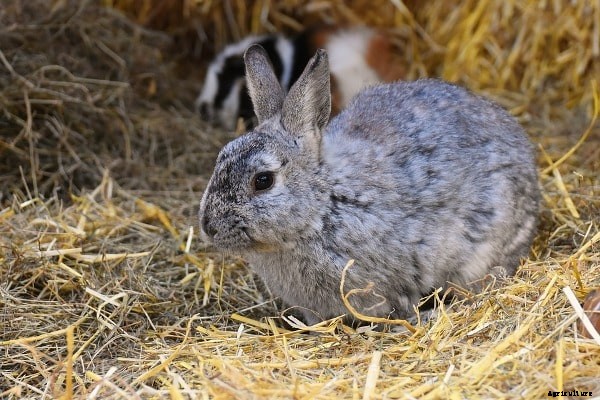 Identifying Sick Rabbits – A Beginners Guide