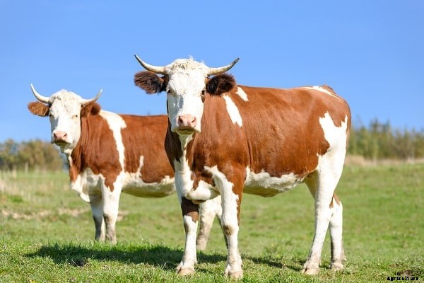 Cattle Fattening Methods, Techniques, and Tips