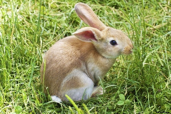 Identifying Sick Rabbits – A Beginners Guide