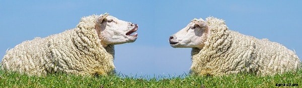 How To Find Age of Farm Animals – A Complete Guide