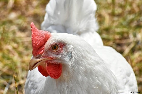 Top 10 Banks for Poultry Farm Loan In India